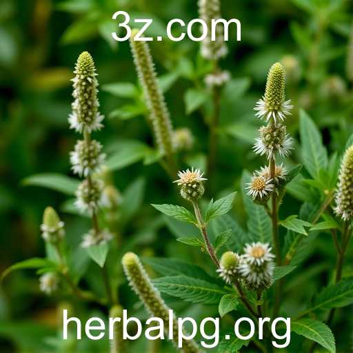 A Expansão do Mercado de Plantas Medicinais em 2025