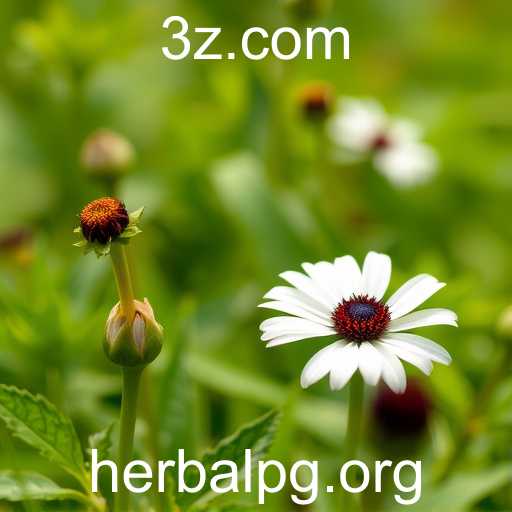 Herbalpg se Consolida como Referência no Mercado de Jogos Online